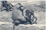 Parc Zoologique Du Bois De Vincennes - Une Famille De Singes Hamadryas - Paris - 186 - Q-2 - Scimmie