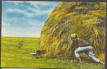 USA Postcard Skunked South Dakota - Other & Unclassified