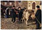 LE MORVAN PITTORESQUE  -  MORVANDIAUX A LA FOIRE  -   BOEUFS   -  CPM 1960 - Ferias