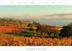 Australia Tasmania Tamar Valley Vineyards And River Unused - Autres & Non Classés