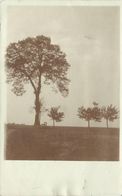 AK Bäume In Landschaft Echtfoto 1909 #33 - Bäume