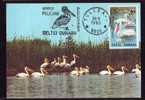 MAXI CARD  BIRDS,PELICANS  1985,WWF ,personal Realization VERY RARE! (B) - Pelicans