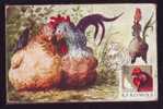 HEN BIRD 1976 MAXICARD,MAXIMUM CARD ROMANIA. - Galline & Gallinaceo