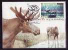 ALCES ALCES 1993 ROMANIA, MAXICARD MAXIMUM CARD. - Wild