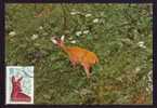 Chevreuil Roumanie Carte Maximum Roe Deer Romania Maxicard 1977 VERY RARE!. - Game