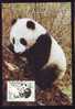 Bear Ours PANDA, MAXICARD MAXIMUM CARD 1995 OF CHINA. - Osos