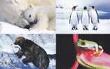 Bear - Ours - Polar Bears, Brown Bear, Red-eyed Tree Frog, Etc. - Ours