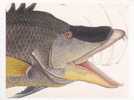 Fish - Great Hog Fish (Labrus Maximus), Art By Mark Gatesby - Fische Und Schaltiere