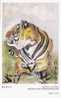 Tiger - Tigre - Tijger - South China Tiger (Panthera Tigris Amoyensis), Art Of Crisscross Stitching Embroidery Pc - B - Tigers