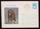 BEARS OURS 1 ENTIER POSTAUX COVER STATIONERY 1980. - Orsi