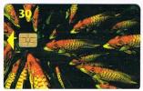 DANIMARCA (DENMARK)  - TELEDANMARK (CHIP) - 1996 FISHES CODE 6500 EXP. 12.97 - USED °  -  RIF. 4037 - Peces