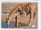 PO2446A# AFRICA - NAMIBIA - GIRAFFA  VG - Namibie