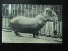 2-2260 Zoogdieren  Hippopotame Senégal  Zoo Cage Soigneur Parc Zoologique Jardin Des Plantes Zoologic Park Veterinary - Rhinozerosse