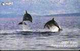 DOLPHIN ( Croatia - Rare Card 50.000 Ex. 100. Units ) Dauphin Delfin Delphin Delfino Golfinho Dolfijn Dolphins Dauphins - Delfines