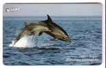 DOLPHIN ( Croatia - Rare Card 50.000 Ex. 50. Units ) Dauphin Delfin Delphin Delfino Golfinho Dolfijn Dolphins Dauphins - Delfines