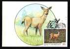 Chevreuil Roumanie Carte Maximum Roe Deer Romania Maxicard 1993. - Wild