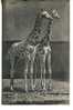 Ca 1910 Giraffes Giraffen - Girafes