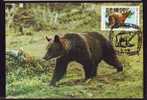 BEARS OURS 1 MAXI CARD MAXIMUM CARD 1986  ROMANIA. - Bears