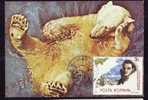 BEARS OURS 1 MAXI CARD MAXIMUM CARD 1990  ROMANIA. - Orsi