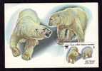 BEARS OURS 1 MAXI CARD MAXIMUM CARD 1987  RUSSIA - Ours