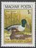 Hungary Ungarn 1980 Mi 3453 A ** Anas Clypeata: Northern Shoveler / Löffelente / Canard Souchet/ Slobeend - Patos