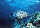 Australia Queensland - Potato Rock Cod Epinephelus Tukula Unused - Poissons Et Crustacés