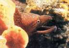 Australia The Sawtoothed Moray Gymnothorax Prionodon Unused - Pesci E Crostacei