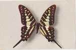 CPSM   Papillon ( Comité National De L´enfance ) N° 2 Papilio Antheus ( Afrique) Couleurs :jaune - Papillons