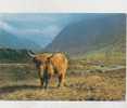 Cp , ANIMAUX , Vaches Des Hautes Terres , Ecosse - Mucche