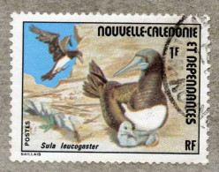 NOUVELLE-CALEDONIE  : Oiseau : Fou Brun (Sula Leucogaster) - Oblitérés