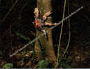 Robber Crab (Christmas Island - Indian Ocean) - Fische Und Schaltiere