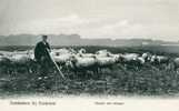 Dubbeldam Bij Dordrecht Herder Met Schapen.Ongelopen.52 H.v.d. Berg. Schapen Sheep Shepard.40741 - Dordrecht