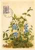 BELGIQUE   CARTE MAXIMUM FLEURS 1950 - 1934-1951