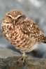 Owl Bird   ,   Postal Stationery -Articles Postaux -Postsache F (Y03-44) - Owls