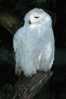 Owl Bird   ,   Postal Stationery -Articles Postaux -Postsache F (Y03-45) - Uilen