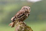 Owl Bird   ,   Postal Stationery -Articles Postaux -Postsache F (Y03-49) - Owls