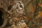 Owl Bird   ,   Postal Stationery -Articles Postaux -Postsache F (Y03-50) - Owls
