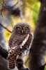 Owl Bird   ,   Postal Stationery -Articles Postaux -Postsache F (Y03-51) - Owls
