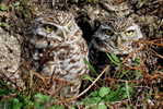 Owl Bird   ,   Postal Stationery -Articles Postaux -Postsache F (Y03-56) - Owls