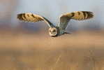 Owl Bird   ,   Postal Stationery -Articles Postaux -Postsache F (Y03-58) - Owls