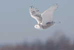 Owl Bird   ,   Postal Stationery -Articles Postaux -Postsache F (Y03-59) - Owls