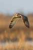 Owl Bird   ,   Postal Stationery -Articles Postaux -Postsache F (Y03-60) - Eulenvögel