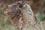 Owl Bird   ,   Postal Stationery -Articles Postaux -Postsache F (Y03-61) - Owls