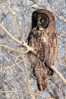 Owl Bird   ,   Postal Stationery -Articles Postaux -Postsache F (Y03-63) - Owls