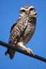 Owl Bird   ,   Postal Stationery -Articles Postaux -Postsache F (Y03-64) - Uilen