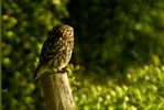 Owl Bird   ,   Postal Stationery -Articles Postaux -Postsache F (Y03-69) - Owls