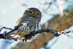 Owl Bird   ,   Postal Stationery -Articles Postaux -Postsache F (Y03-71) - Owls
