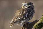 Owl Bird   ,   Postal Stationery -Articles Postaux -Postsache F (Y03-72) - Owls
