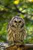 Owl Bird   ,   Postal Stationery -Articles Postaux -Postsache F (Y03-74) - Owls