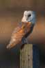 Owl Bird   ,   Postal Stationery -Articles Postaux -Postsache F (Y03-79) - Gufi E Civette